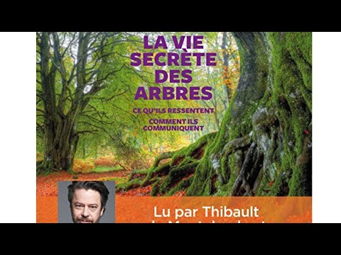 La vie secrète des arbres - Livre - Peter Wohlleben - magie de la