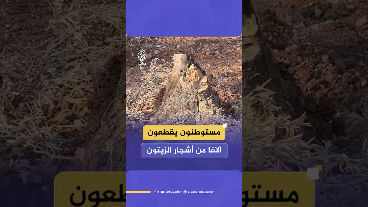 مزارعون يتحسرون على موسم الزيتون بسبب انتهاكات المستوطنين