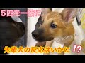 ドキドキ💓の瞬間 頭の上から登場した子犬🐶先輩犬の反応はいかに!?️