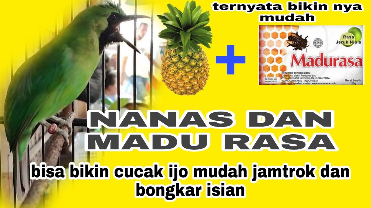 nanas dan madurasa bisa bikin cucak ijo mudah jamtrok dan bongkar isian