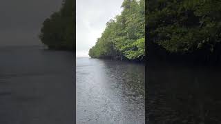Rain in mangrove forest at Nusa Lembongan. January 2023