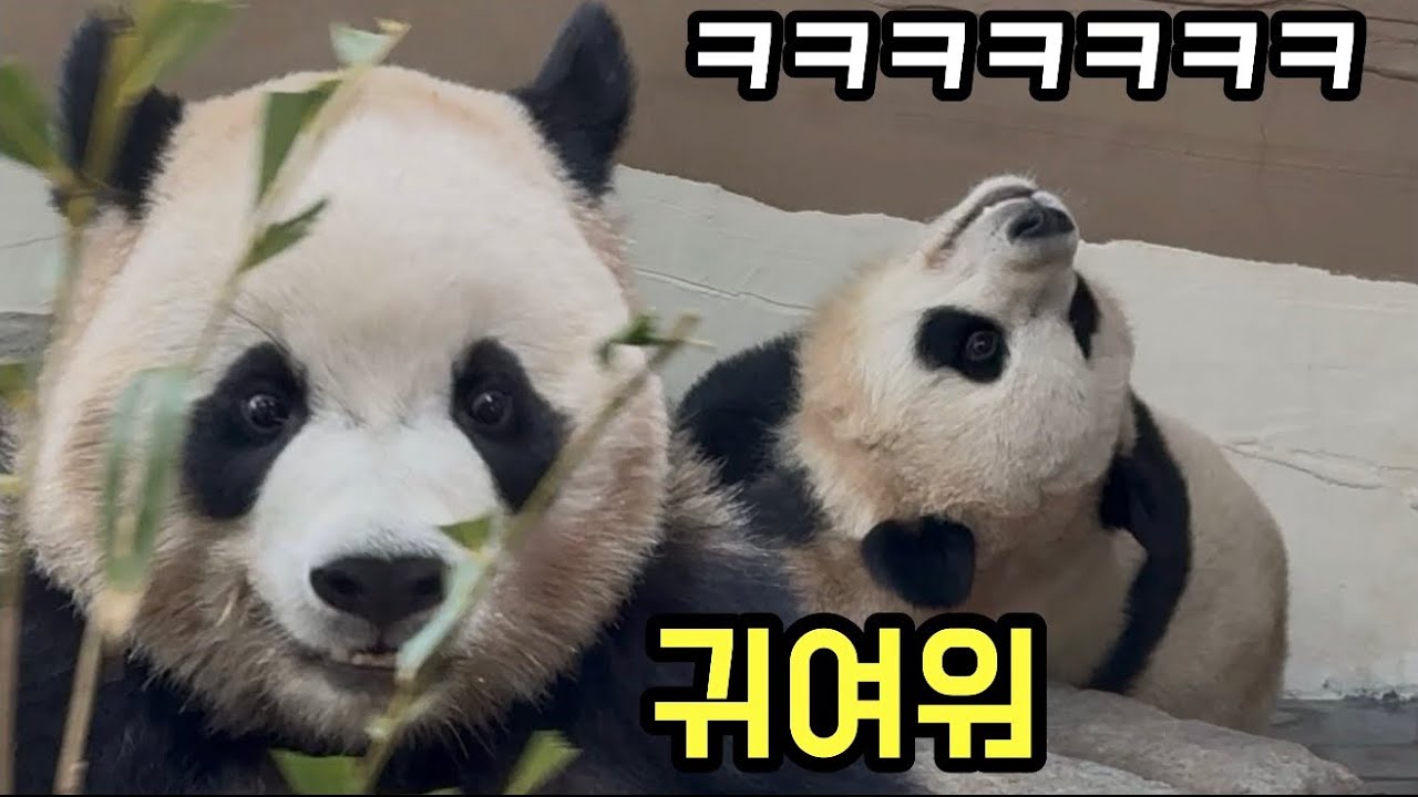 목이 꺾일것같은 후이와 해맑게 밥 냠냠하는 루이💜🩷