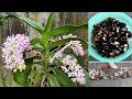 Four organic fertilizers you can make yourself for orchids