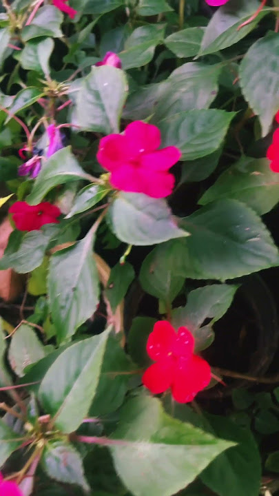 chinese balsam#wtsp9947132040 #onlineplants