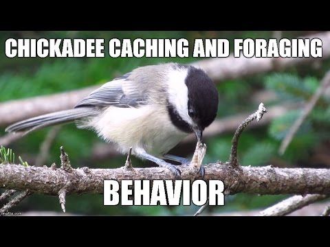 Chickadee Caching and Foraging Behavior (Mini Documentary)