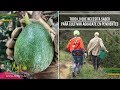 Todo lo que Necesita Saber para Cultivar Aguacate en Pendientes - TvAgro por Juan Gonzalo Angel