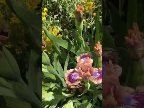Карликовые ирисы
