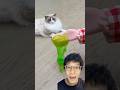 Chủ dám phá màu lông của meo meo và cái kết #thatlitlepuff #funny #cat