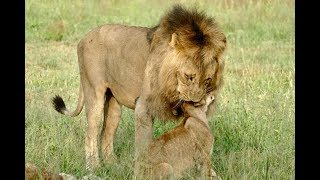 &#39;Bonding&#39; moment between Othawa male lion and Mhangeni Pride cub