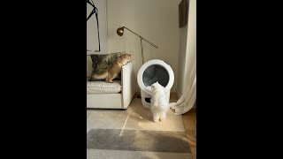 City Kitties and Their Litter-Robot