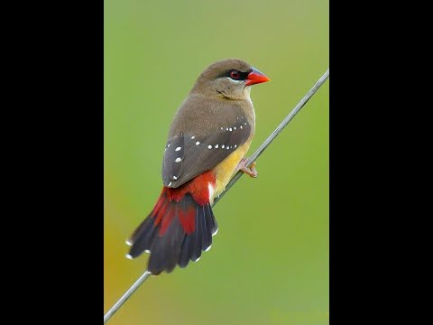 Red Strawberry Bird