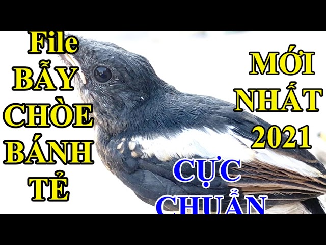 Tiếng chòe than BÁNH TẺ MỒI ||CHÒE BÁNH TẺ GỌI BẦY || File chuẩn nhất class=