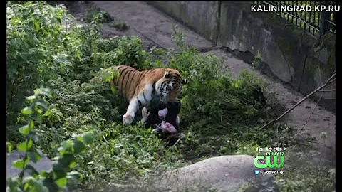Zookeeper Attacked By Tiger In Russia