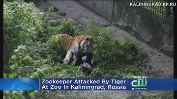 Zookeeper Attacked By Tiger In Russia