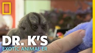 Helping Out a Tiny Monkey | Dr. K's Exotic Animal ER