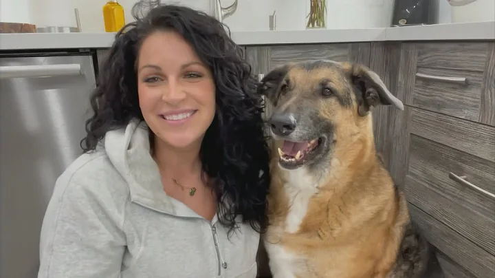Viral Dog Django Has 1 Million TikTok Followers Be...