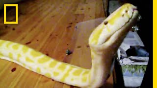ドアの開け方を習得したニシキヘビ | ナショジオ