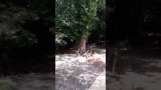 Muntjac calling at Stansfeld Park Woodland