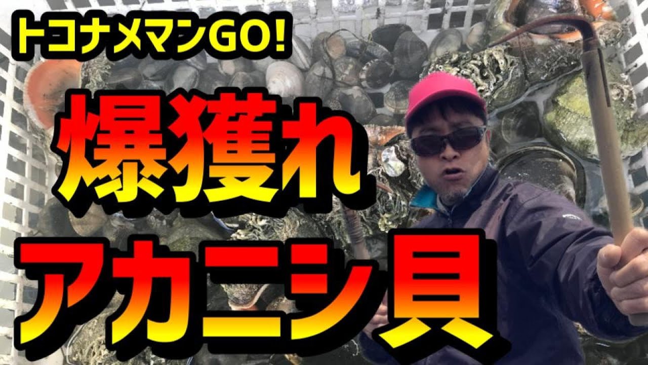 今季最後ですよ！　【愛知　潮干狩り】【吉良吉田海岸】　今年もアカニシ貝が爆獲れ！