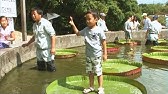 子供たちがオオオニバスの上に 富山県中央植物園 10 08 21 Youtube
