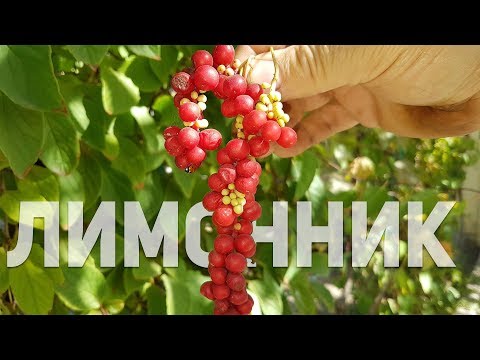 Китайский лимонник l Полезные свойства l Как выращивать