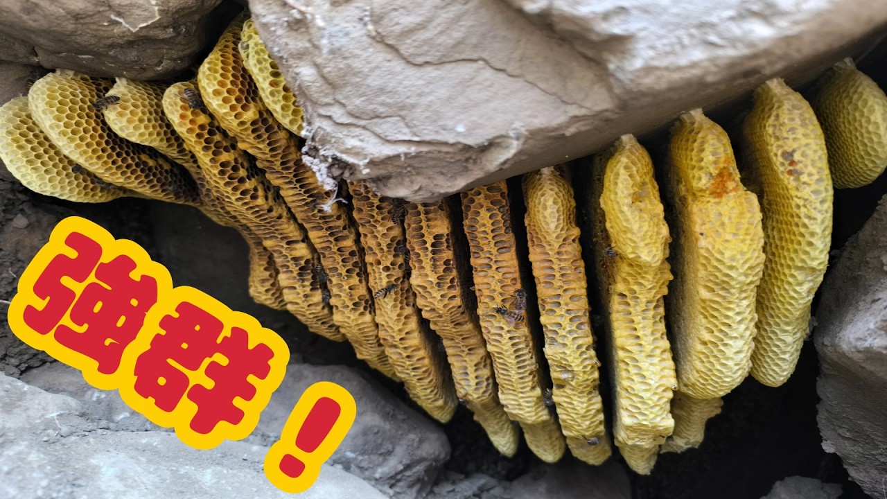 水壩旁峭壁上的野蜂窩-跟著阿浦開箱真實的野蜜吧 縮圖
