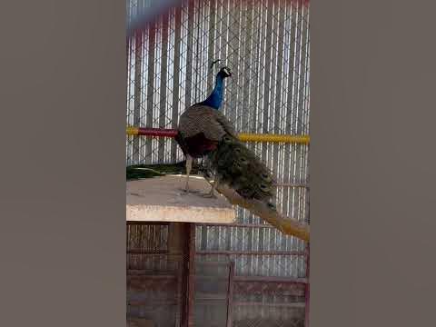 Picock - YouTube