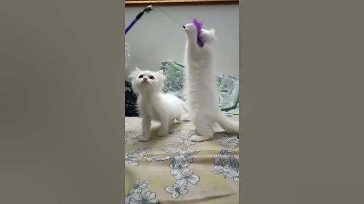 Video 1460331: persian kitten doll face, white female persian kitten, white persian kitten playing, white male persian kitten, kitten white persiancat, persiancat kitten cute, persian kitten enjoying