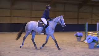 Jessie De Courcel Untouchable 27 X Starky Danchin 4 Years Old Mare