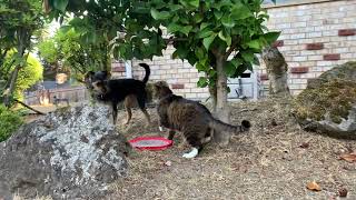 Cat versus dog. by Shadow the Manx and Daisy Doggo 222 views 7 months ago 41 seconds