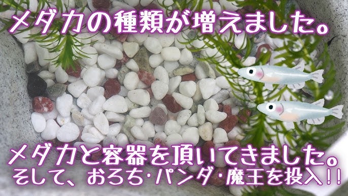 メダカの種類が増えました おろち パンダ 魔王 メダカと瓢箪池を頂きました Youtube