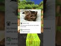 Cat Memes