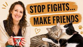 Fed Up With Your Cats Fighting? 3 Easy Ways to Restore Harmony