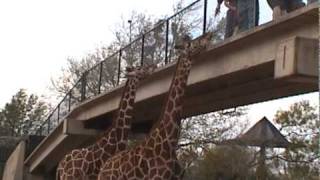 Abilene Zoo - Giraffes