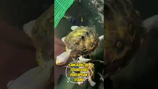 Fakta Menarik Kura   Kura #shortviral #faktamenarik #faktaunik #viralvideo