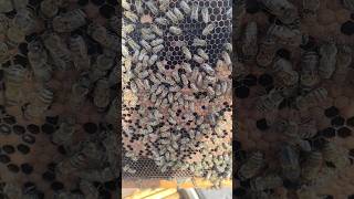 Inside the Hive: Checking on the Queen and Brood! 🐝✨#Beekeeping #HoneyBees #HiveInspection