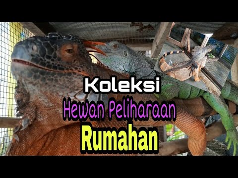 KOLEKSI HEWAN PELIHARAAN RUMAHAN  YouTube