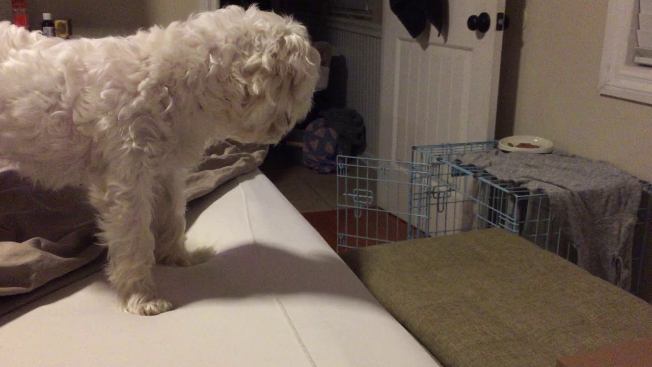 kitten falls off bed playing with my dog YouTube