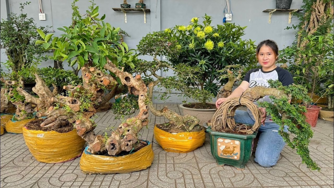 Cây cảnh dáng độc lạ 0939.700449 Thúy An 10/1 chào bán lô bonsai, hoa kiểng, cây ăn trái