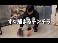 すぐに捕まるちょろいチンチラ
