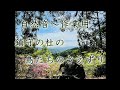 【自然音】鎮守の杜の鳥たちのさえずり。作業用、リラックス用などにどうぞ。