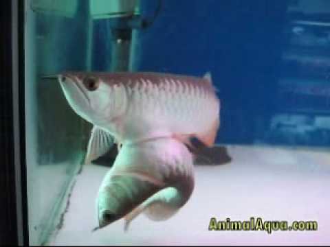 Arowana Fish in Aquarium ! Wowww ! Twin Fish - YouTube