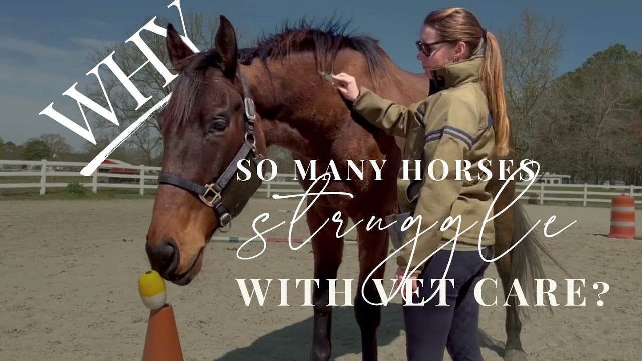 Why so many horses struggle with vet care?