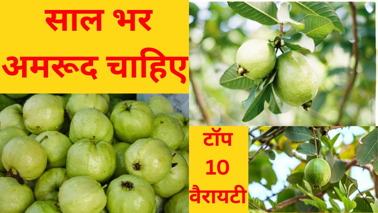साल भर अमरूद चाहिए? लगाएँ ये 10 शानदार वैरायटी | Top 10 Guava Varieties | Best Guava Varieties