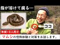 「指が溶けていく…」マムシに咬まれて死にかけた恐怖のお話。
