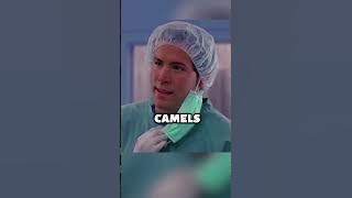 Forcing Camels to Become Mothers 🐪⚠️