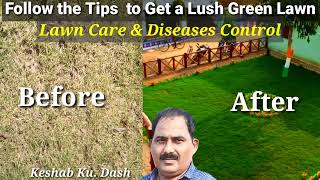 Lawn Grass Care Tips/Lawn Diseases Control/How to grow Lawn Grass/Lawn ki Dekhbhal kaise Kare/