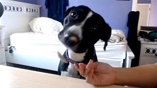 ASMR Dog eats peanut butter! I NYLASMR