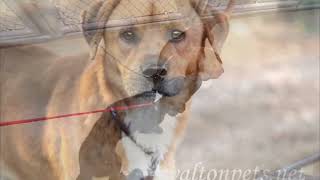 Beagle/Retriever 'Aloe' for adoption at waltonpets.net