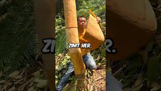 So Wird Zimt Hergestellt